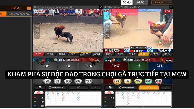 Giới thiệu chung về chọi gà trực tiếp tại MCW