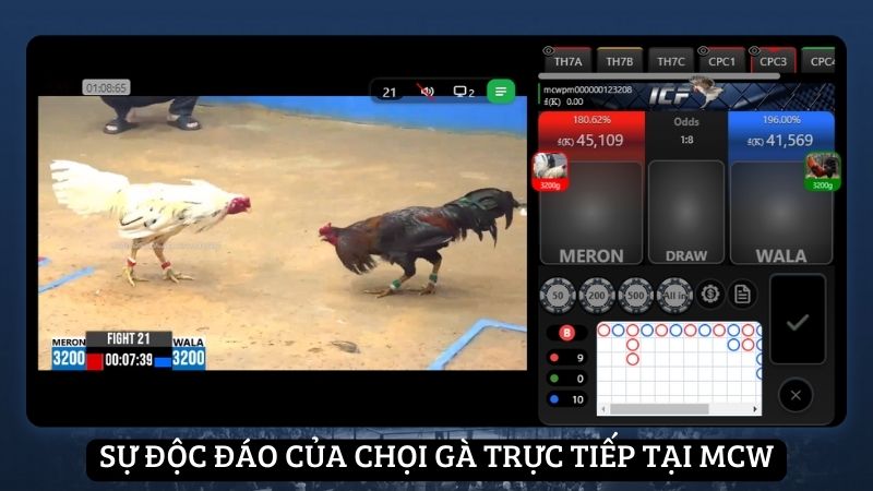 Sự độc đáo của chọi gà trực tiếp tại MCW