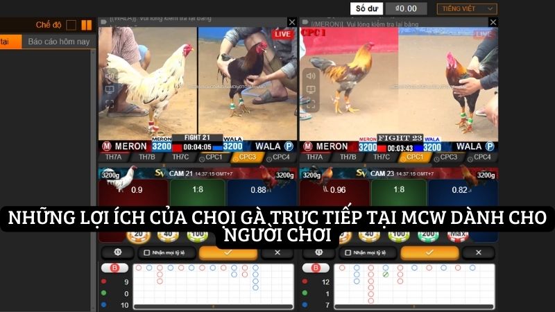 Những lợi ích của chọi gà trực tiếp tại MCW dành cho người chơi