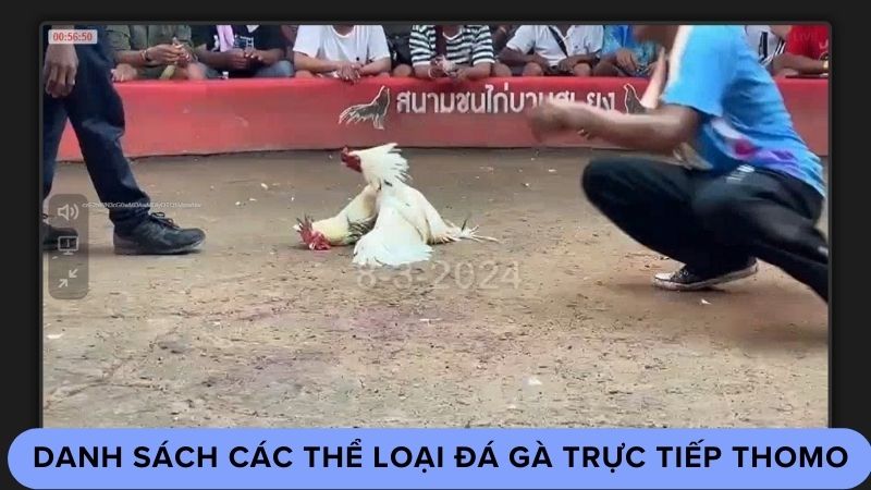 Danh sách các thể loại đá gà trực tiếp thomo