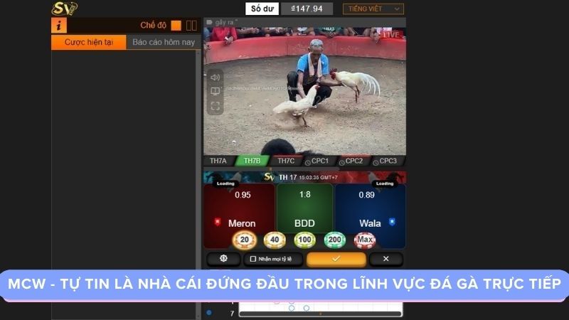 Giới thiệu về MCW và đặc điểm của đá gà trực tiếp