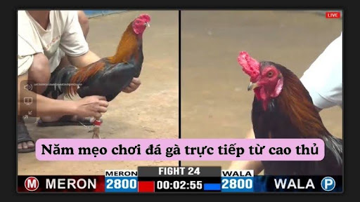 Năm mẹo chơi đá gà trực tiếp từ cao thủ