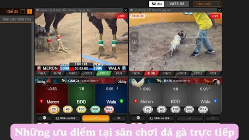 Những ưu điểm tại sân chơi đá gà trực tiếp