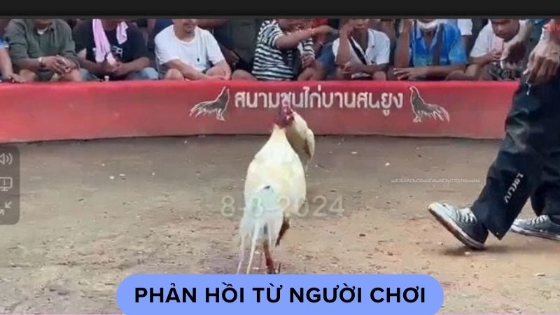 Phản hồi từ người chơi